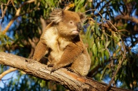 Koala - Phascolarctos cinereus 4444